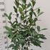 Photinia Red Robin Shrub 1-1.25 m buy online UK.