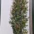 Photinia Red Robin Shrub 3-3.5 m buy online UK.