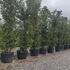 phot 4-4.5 m buy online UK.