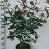 Photinia Red Robin Shrub 80-100 cm buy online UK.