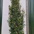 Photinia Red Robin Shrub 3.5-4 m buy online UK.