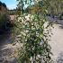 Photinia Red Robin Shrub 1.75-2 m buy online UK.