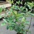Photinia Red Robin Shrubs, 1-1.25m height, Shrubs to buy online, UK