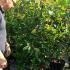 Photinia Red Robin Shrubs and Trees for hedging, Buy Online, UK