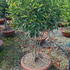 photiniahalfstantop 1-1.2 m buy online UK.