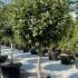 Photinia Red Robin Topiary 1-1.25 m buy online UK.
