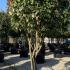 Photinia Red Robin Topiary 2.7-2.8 m buy online UK.
