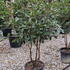 photiniahalfstantop 1.5-1.75 m buy online UK.