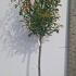 Photinia Red Robin Topiary 1.5-1.75 m buy online UK.