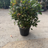 photiniahalfstantop 40-50 cm buy online UK.
