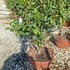 photiniahalfstantop 80-100 cm buy online UK.