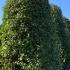 Photinia Red Robin Topiary Cones 3-3.5 m buy online UK.