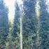 Photinia Red Robin Topiary Cones 3.5-4 m buy online UK.