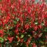 Photinia Red Robin Compacta Topiary tree with Spring time bright red foliage, buy online UK