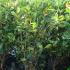 Photinia Red Robin Shrubs for Hedging - Buy Online, London UK