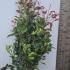 Photinia Root Ball Hedging 1-1.25 m buy online UK.