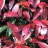 Photinia Root Ball Plants for Hedging, excellent quality plants at great value prices, buy online UK delivery.
