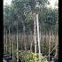 Photinia Serratifolia Crunchy Full Standard Tree 2.75-3 m buy online UK.