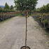 pscfs 1.3-1.4 m buy online UK.