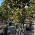 Photinia Serratifolia Crunchy Red Robin 1.4-1.5 m buy online UK.