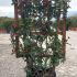 Photinia Serratifolia Crunchy Red Robin 80 cm buy online UK.