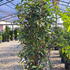 pscr 1.5-1.75 m buy online UK.