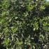Photinia Serratifolia Crunchy Red Robin 1.75-2 m buy online UK.