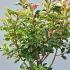 Photinia Serratifolia Pink Crispy 80-100 cm buy online UK.