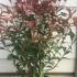 Photinia x Fraseri Cracklin Red 30-40 cm buy online UK.