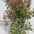 Photinia x Fraseri Louise  1.25-1.5 m buy online UK.