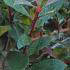 Photinia x Fraseri Mandarino Hedging. Photinia Mandarino plants buy online UK delivery.