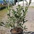 Photinia x Fraseri Pink Marble Shrub 80-100 cm buy online UK.