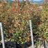 Photinia x Fraseri Pink Marble Shrub 1.25-1.5 m buy online UK.