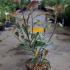Photinia x Fraseri Pink Marble Shrub 40-60 cm buy online UK.