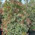 Photinia x Fraseri Pink Marble Shrub 1.75-2 m buy online UK.