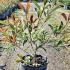 Photinia x Fraseri Pink Marble Shrub 60-80 cm buy online UK.