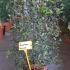 pfpm 90 cm buy online UK.
