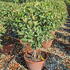 pfpm 80-100 cm buy online UK.