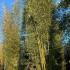 Phyllostachys Aurea - Golden Bamboo 6-7 m buy online UK.