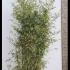 Phyllostachys Aurea - Golden Bamboo 3-3.5 m buy online UK.