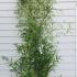 Phyllostachys Aurea - Golden Bamboo 2-2.5 m buy online UK.