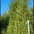 Phyllostachys Aurea - Golden Bamboo 4-4.5 m buy online UK.