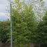 phylaur 3-3.5 m buy online UK.