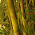 Phyllostachys Aurea or Golden Bamboo, vast collection at our bamboo specialist nursery in North London, buy online UK delivery.