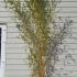 Phyllostachys Aurea Holochrysa Bamboo 2.5-3 m buy online UK.