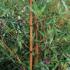 Phyllostachys Aurea Holochrysa - Most Golden of All Bamboo buy online UK delivery.