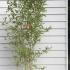 Phyllostachys Aurea Koi Bamboo 1.5-1.85 m buy online UK.