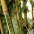 Phyllostachys Aurea Koi Bamboo is also known as Golden Koi Bamboo for Sale online with UK delivery