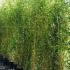 Phyllostachys Aureosulcata Bamboo 2-2.5 m buy online UK.