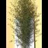 Phyllostachys Aureosulcata Bamboo 3-3.5 m buy online UK.